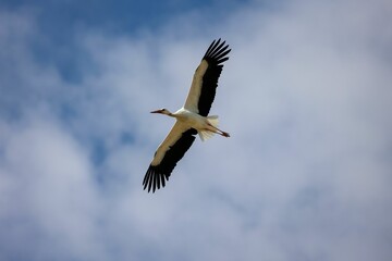 Beautiful big white stork (Ciconia ciconia) during its flight in the blue sky