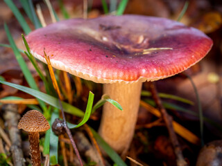 selective focus of a russula mushroom on a forest floor with blurred background
