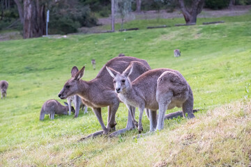 Naklejka na ściany i meble Kangaroo family eating grass together. 