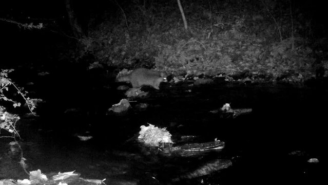 Waschb&auml;r auf Nahrungssuche im Eifelbach