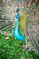 Fototapeta na wymiar peacock showing its beautiful feathers
