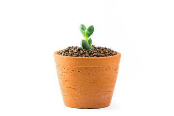 Close up of shaped cactus with long thorns on clay pots