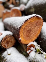 mushroom in the snow