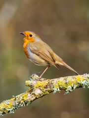 Robin Perched on a Branch