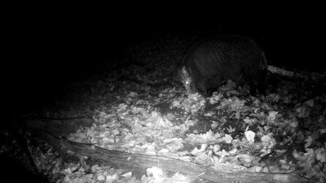 Wildschwein nachts unterwegs im Eifelwald
