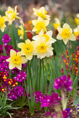 Fototapeta premium 早春の花壇２