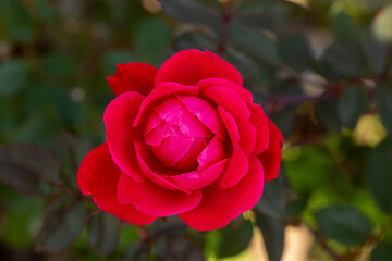 赤い薔薇の花　ダブルノックアウト