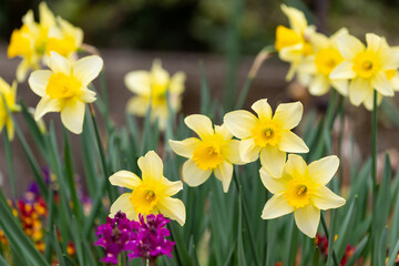 Obraz premium 早春の花壇