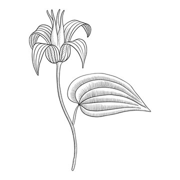 vector drawing plant of Stemona tuberosa, herb of traditional chinese medicine, hand drawn illustration