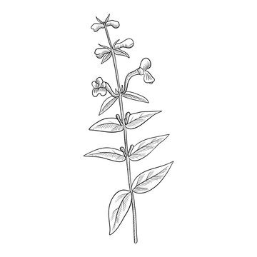 vector drawing plant of Baikal skullcap ,Scutellaria baicalensis, huang qin, herb of traditional chinese medicine, hand drawn illustration