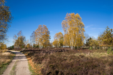 Goldiger Herbst Lüneburger Heide Oberhaverbeck