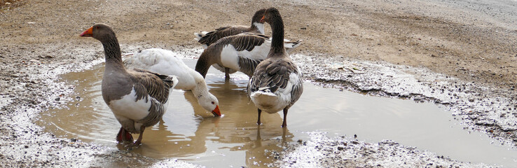 domestic geese in the village,goose roaming and feeding freely in the natural environment,close-up large amount of domestic geese