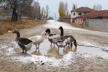 domestic geese in the village,goose roaming and feeding freely in the natural environment,close-up...