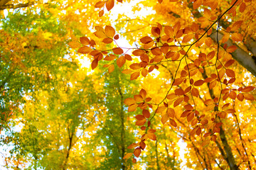 yellow autumn leaves with copy space. selective focus of yellow autumn leaves. autumn nature