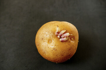 germinated potato close up macro shot, germinating potato,seed potato,