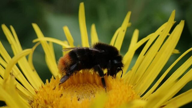Female Bombus lapidarius (Red tailed bumblebee) eating nectar of Inula helenium (Elacampane) in slow motion