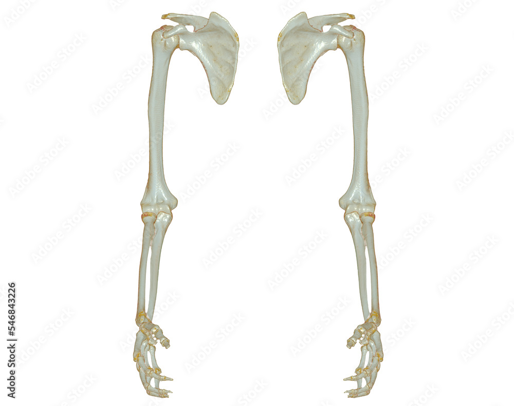 Aufkleber ct scan of upper extremity 3d rendering isolated on white background .clipping path.