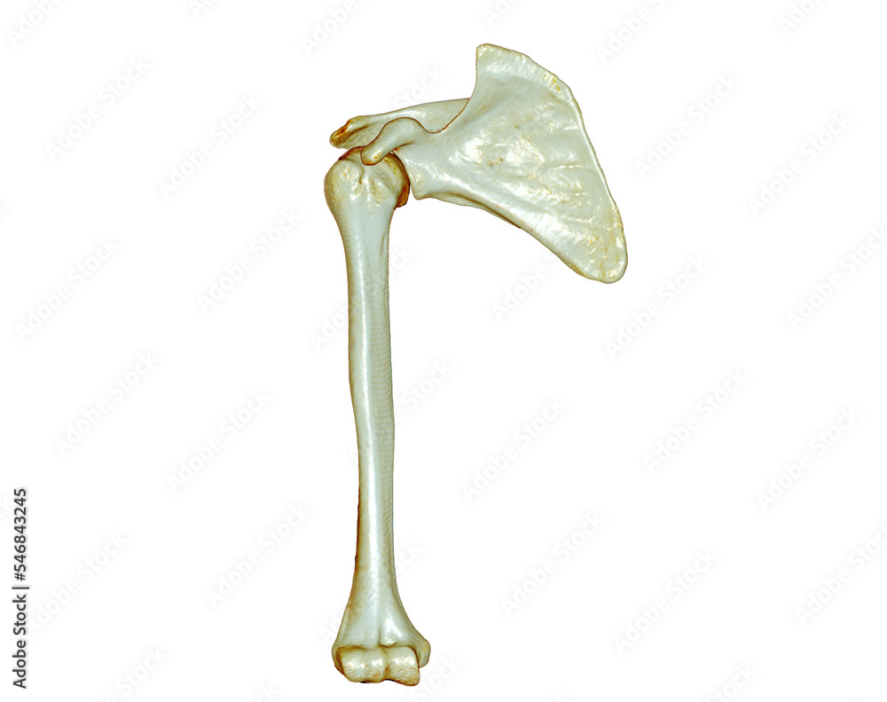Poster ct scan of arm 3d rendering isolated on white background .clipping path.