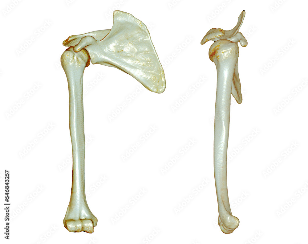 Poster ct scan of arm 3d rendering isolated on white background .clipping path.