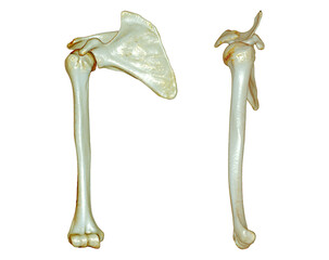 Obraz premium CT SCAN of Arm 3D rendering isolated on white background .Clipping path.