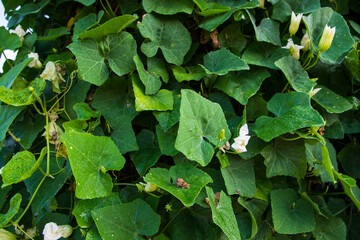 Ivy gourd Green leaf plant textured background