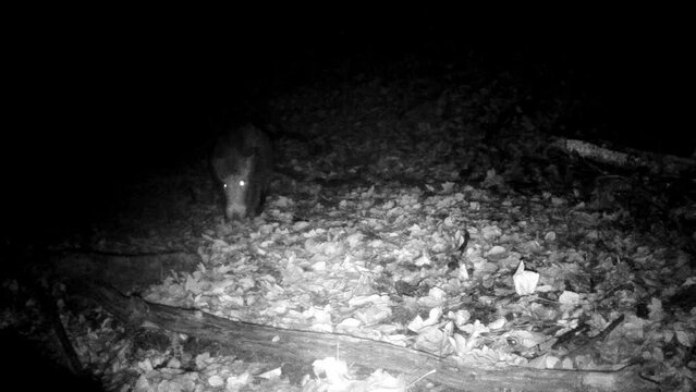 Wildschwein nachts unterwegs im Eifelwald