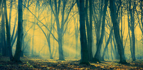 poranna mgła w lesie i promienie słońca © meegi