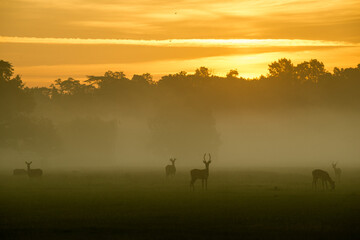 Obraz na płótnie Canvas deer in the morning