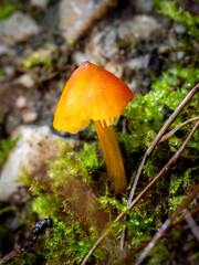 selective focus of a blackening waxcap, witch's hat, conical wax cap or conical slimy mushroom (caphygrocybe conica) on a forest floor with blurred background