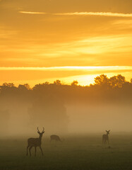 Fototapeta na wymiar deer in the morning