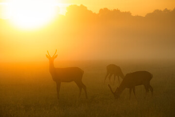 Fototapeta na wymiar deer in the morning