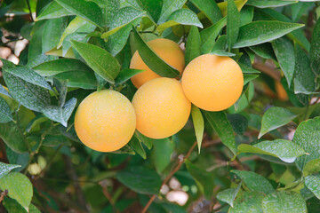 round orange fruits oranges on tree branches on a background of green leaves