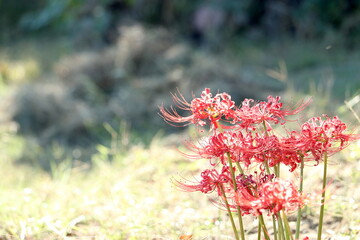 秋を彩る彼岸花
