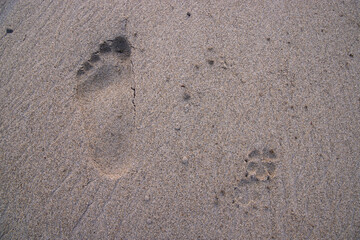 Human footprint with an animal footprint Sand texture background