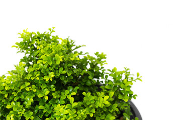 Obraz premium Small decorative tree, little Tree in the pots isolated on white background
