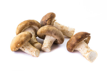 fresh Shiitake mushroom on the White background