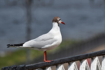 Close-up of a seagull perched on a metal fence