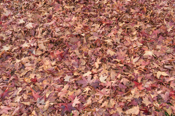 Autumn background of naturally fallen red maple leaves dense without interspace leaves on the ground