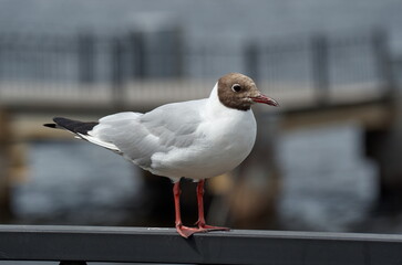 Close-up of a seagull perched on a metal fence