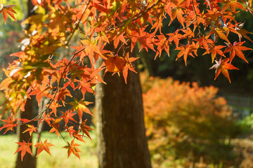 モミジの谷の紅葉