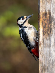 Great Spotted Woodpecker