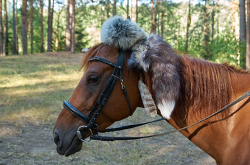 Close up of head of brown horse