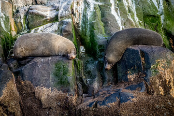 Sea lions of Tierra del Fuego. Province in Argentina. Nature of South America