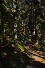 Obraz premium Bow River Loop Trail at Bow River in Canmore,Alberta,Canada,North America 