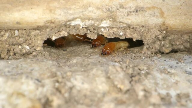 A termite colony in the walls of a garage in a home shot on a Super Macro lens almost National Geographic style. Some with Red heads