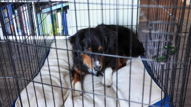Crate Door Closing on Dog in a Kennel Inside a House 4K