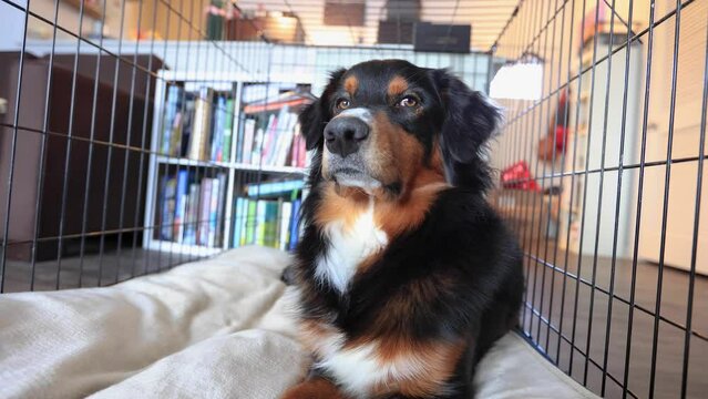 Panning with Australian Shepherd Laying Down in a Crate 4K