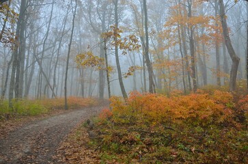 Fototapeta premium foggy morning