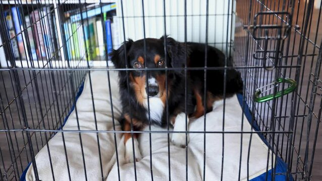 Dog Looking Sad Stuck in a Crate