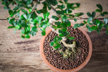 roots Small bonsai tree in the clay pots on wooden floor.
